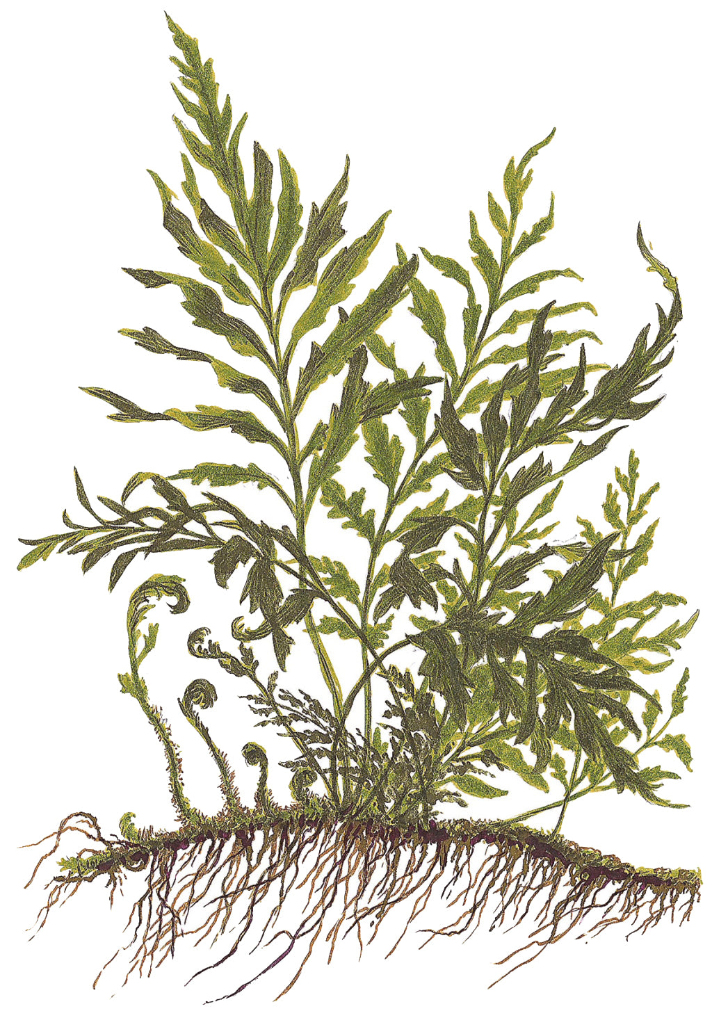 Bolbitis heudelotii Tropica