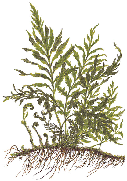 Bolbitis heudelotii Tropica