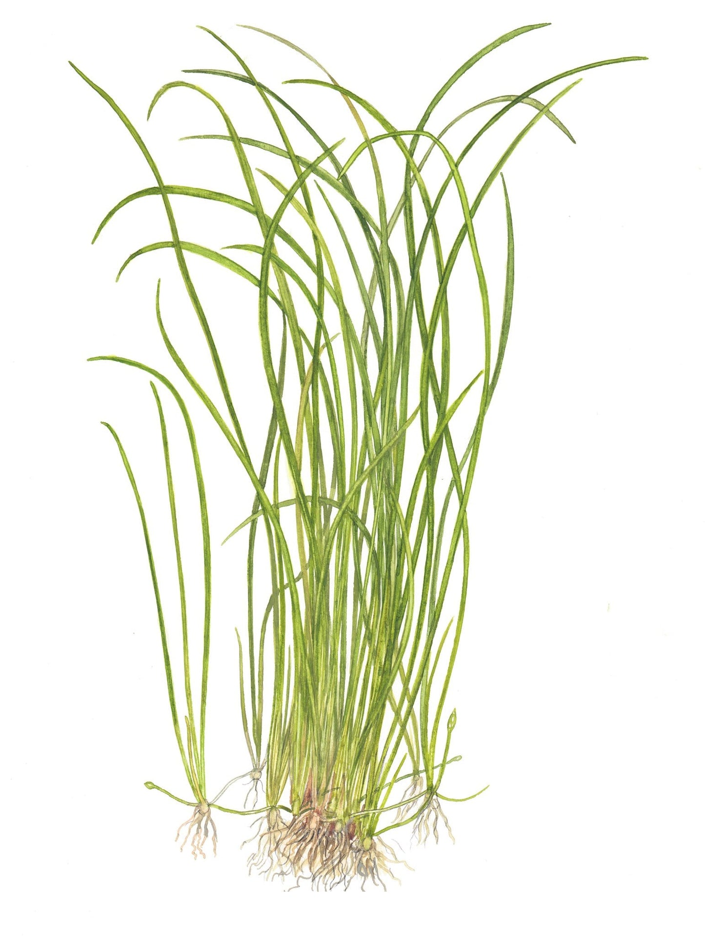 Tropica Sagittaria subulata Needle Leaf 1-2-GROW