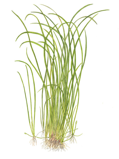 Tropica Sagittaria subulata Needle Leaf 1-2-GROW