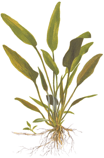 Cryptocoryne x willsii Tropica