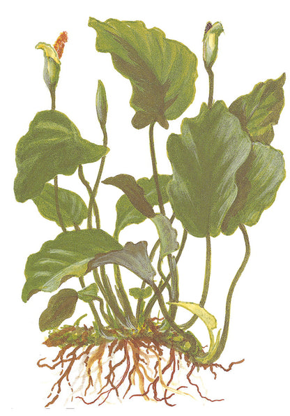 Anubias barteri var. barteri Tropica
