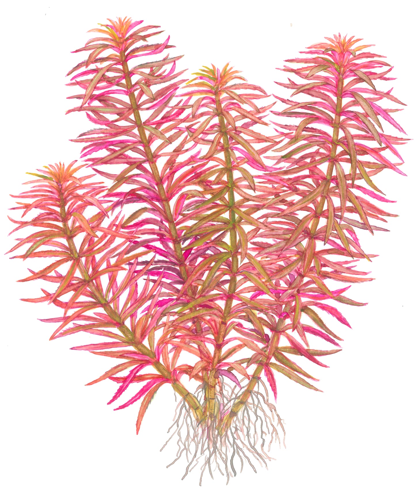 Limnophila hippuridoides Tropica