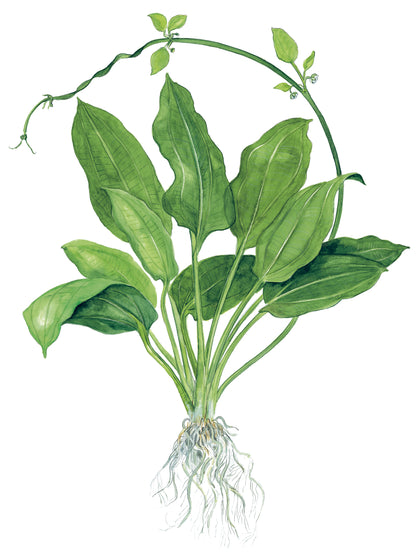 Echinodorus Bleheri Tropica