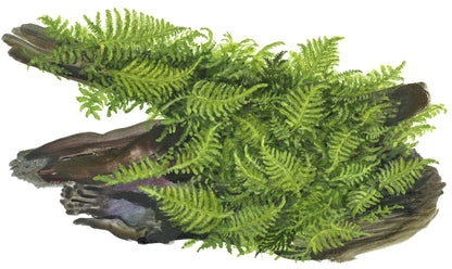 Tropica Vesicularia montagnei Christmas Moss PORTION