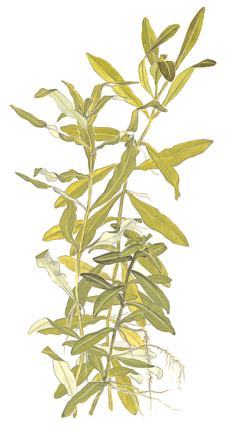 Hygrophila polysperma Tropica