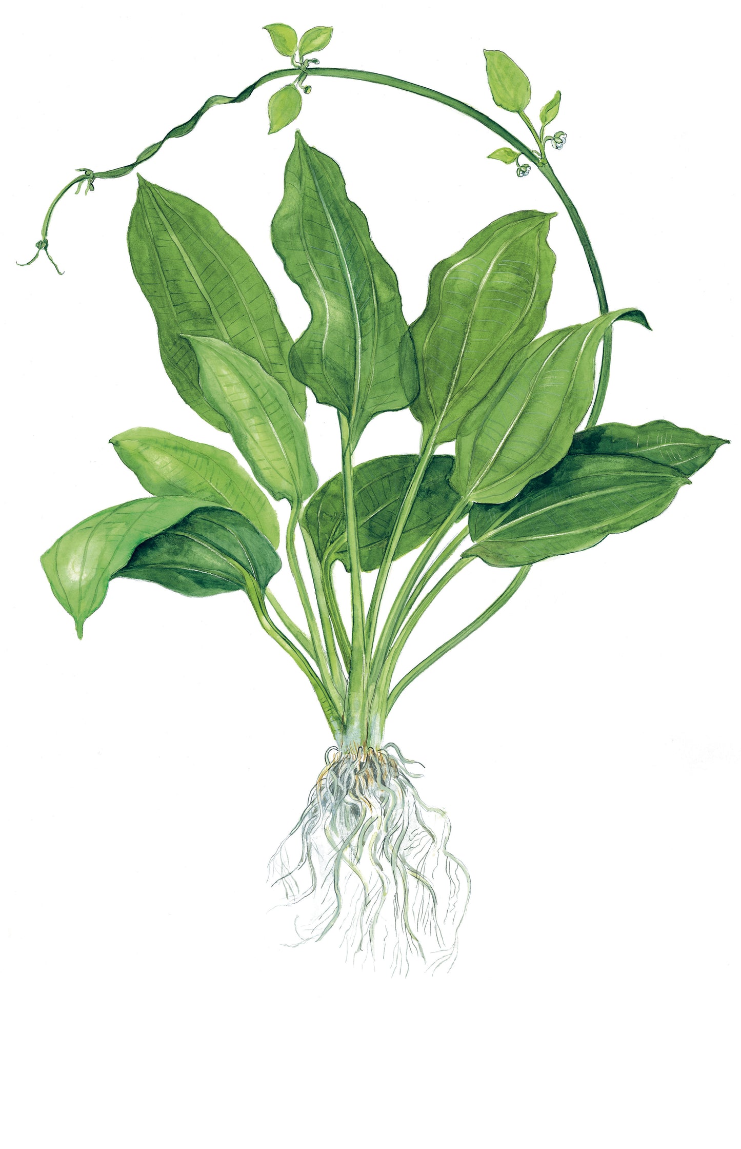 XL Echinodorus grisebachii Bleherae Tropica