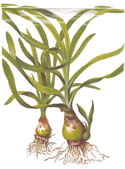 Crinum thaianum Tropica