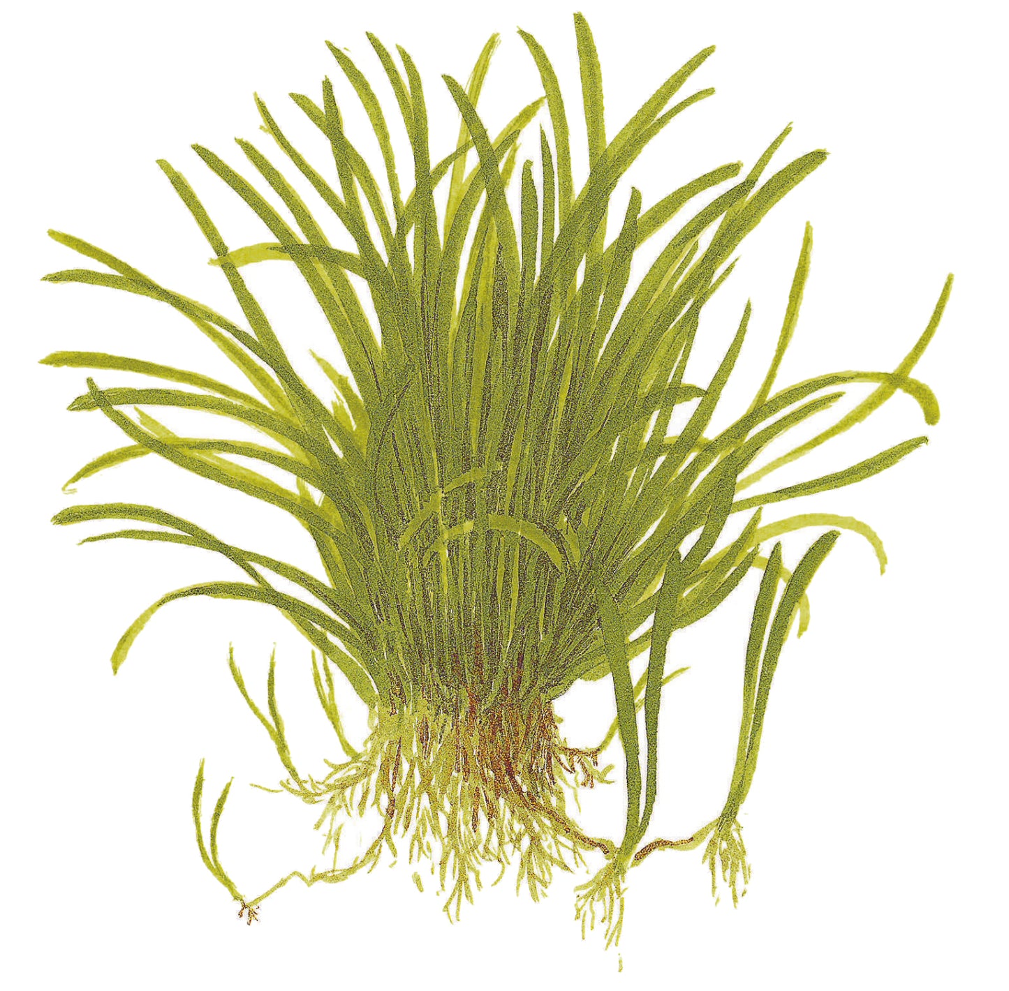 Lilaeopsis brasiliensis Tropica