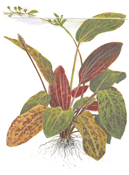 XL Echinodorus Ozelot Tropica