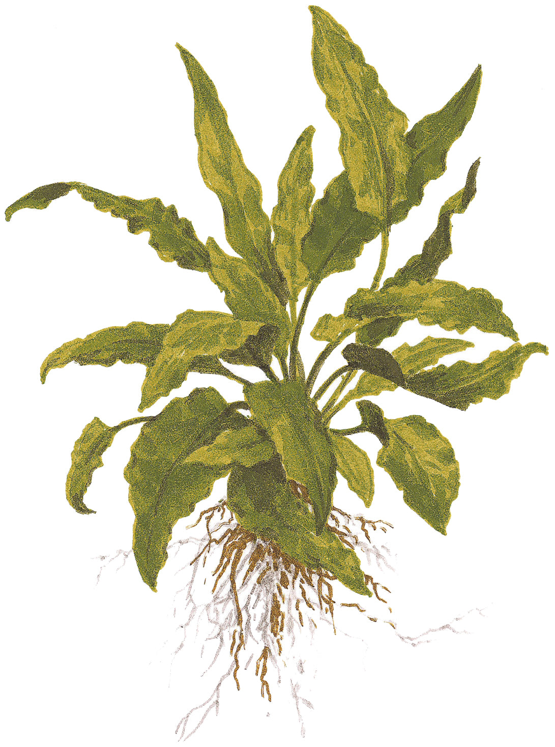 Cryptocoryne wendtii Tropica