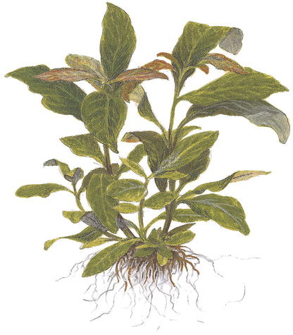 XL Hygrophila corymbosa Stricta Tropica