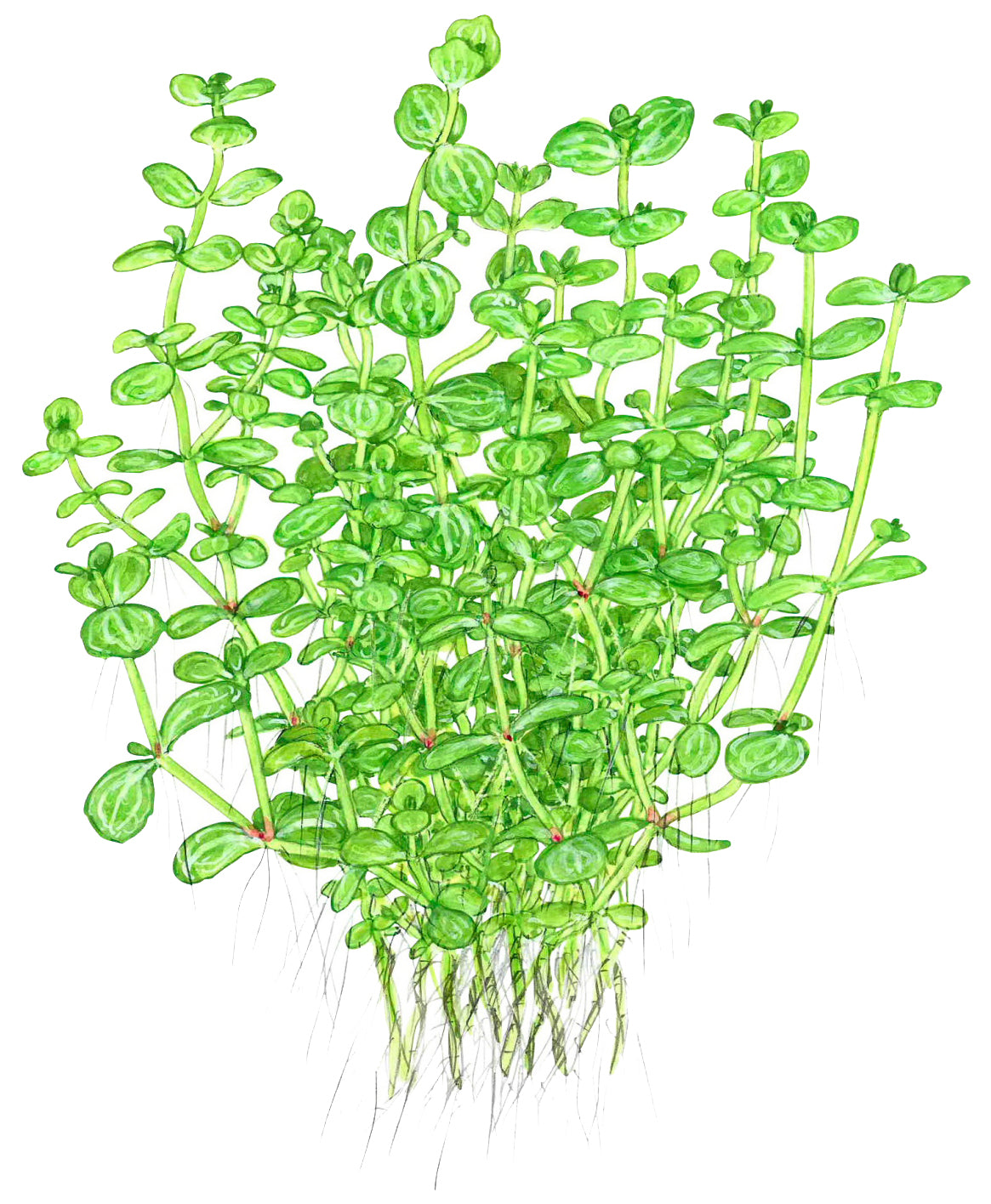 Lindernia rotundifolia Tropica