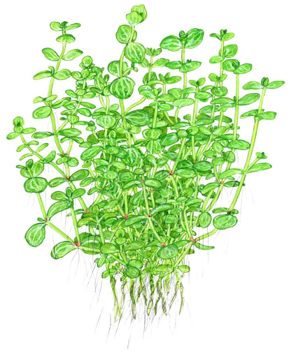Lindernia rotundifolia Tropica