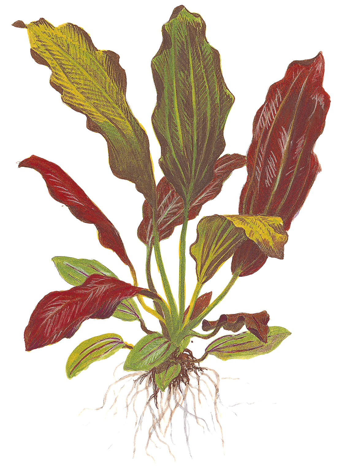 XL Echinodorus barthii Tropica