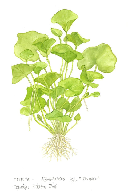 Dennerle Nymphoides hydrophylla Taiwan Plant-It