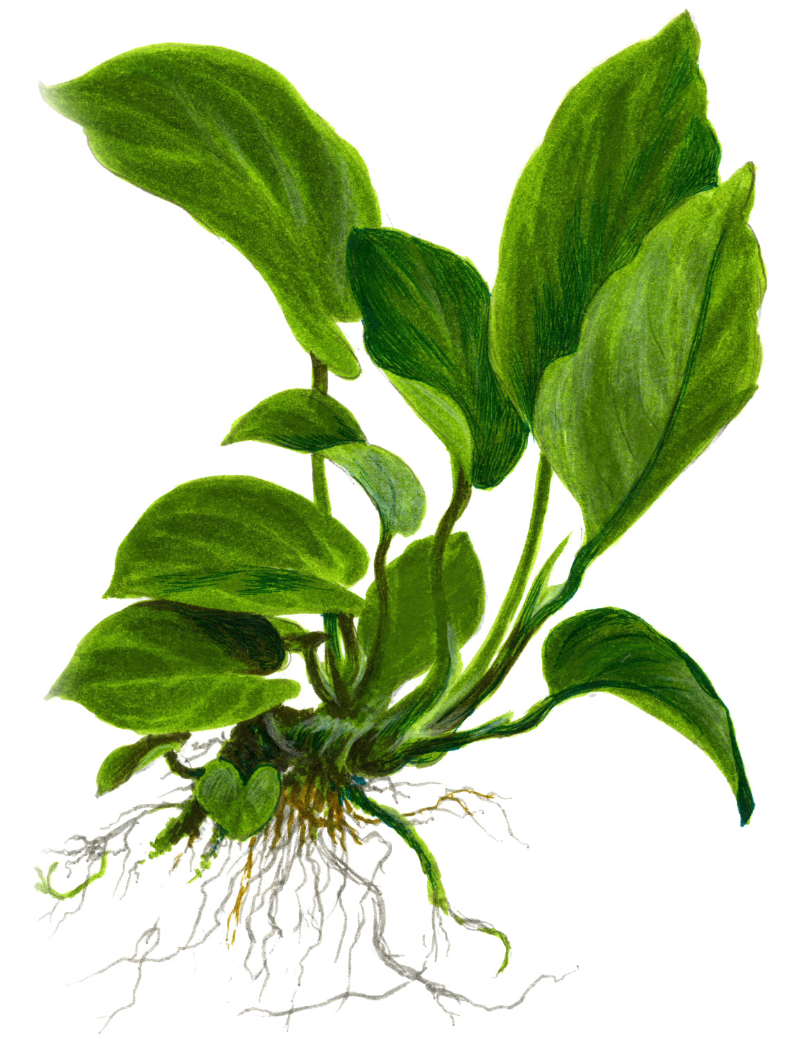 XL Anubias barteri caladifolia Tropica