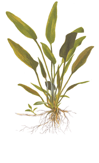 Cryptocoryne x willisii Tropica (Single Package)