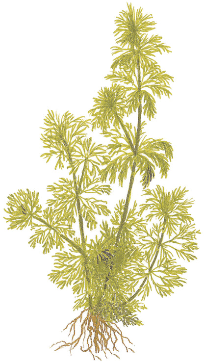 Limnophila sessiliflora Tropica