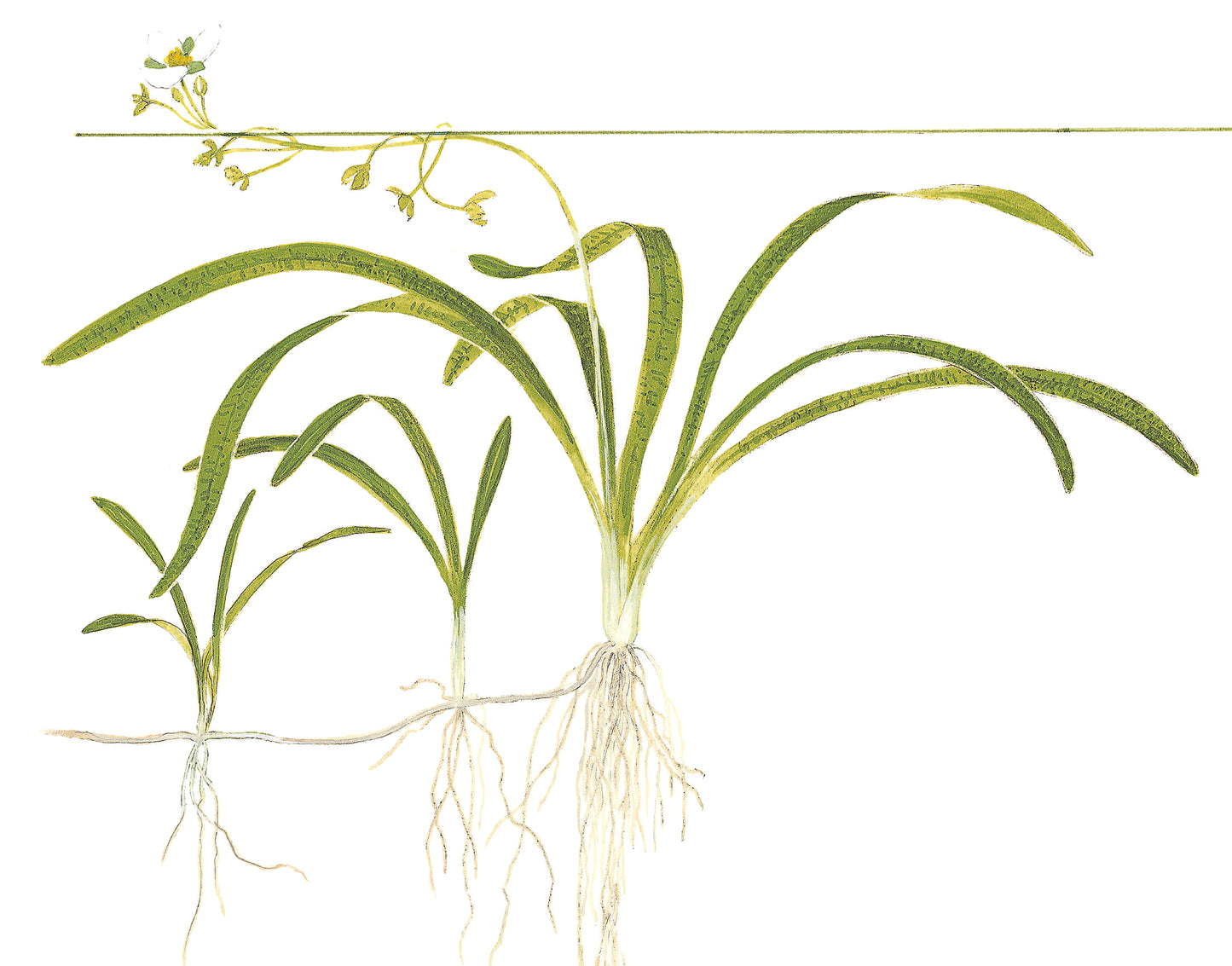 Sagittaria subulata Tropica