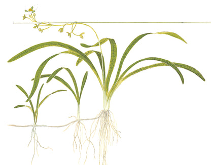 Sagittaria subulata Tropica