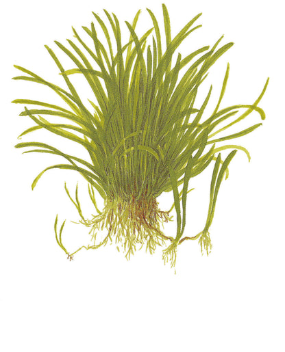Lilaeopsis brasiliensis Tropica (Single Package)