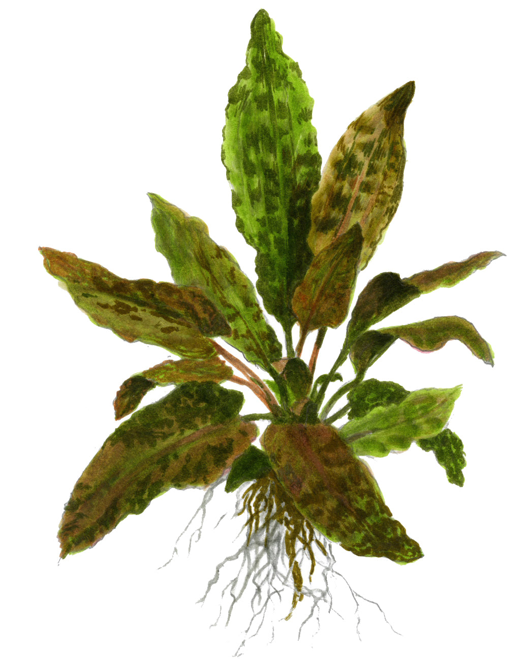 XL Cryptocoryne wendtii Tropica