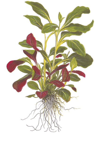 Tropica Lobelia cardinalis PCS