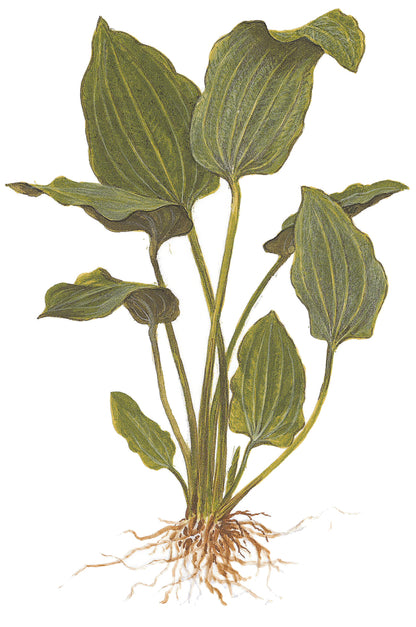 Echinodorus palaefolius Tropica