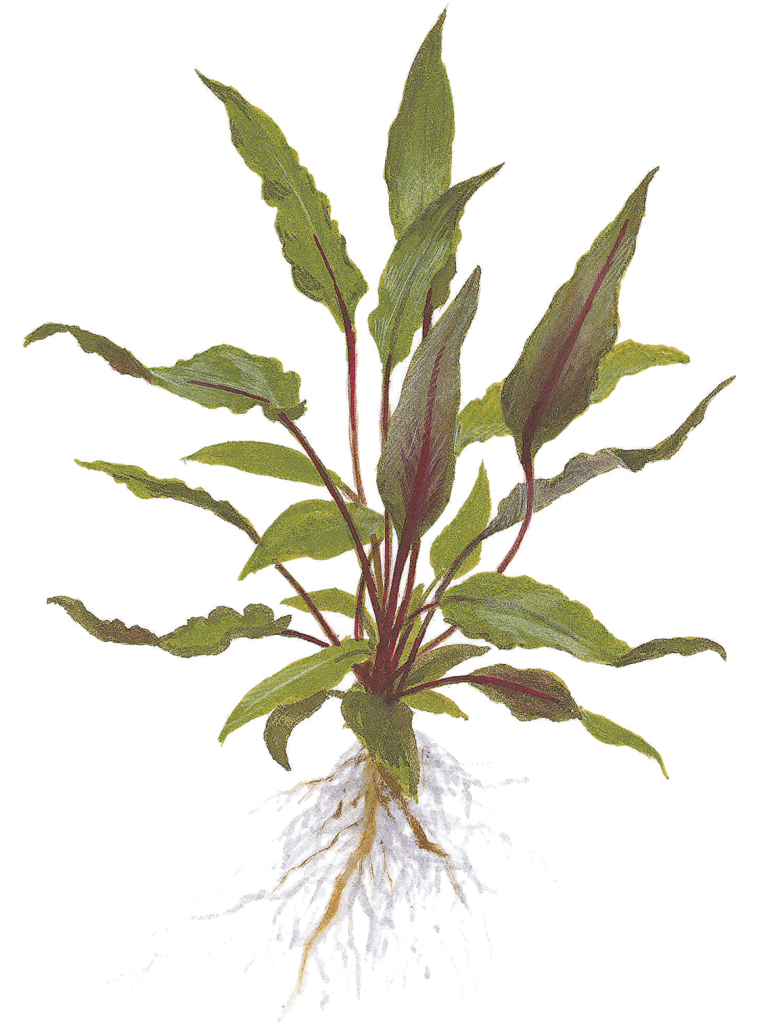 Cryptocoryne beckettii 'Petchii' Tropica