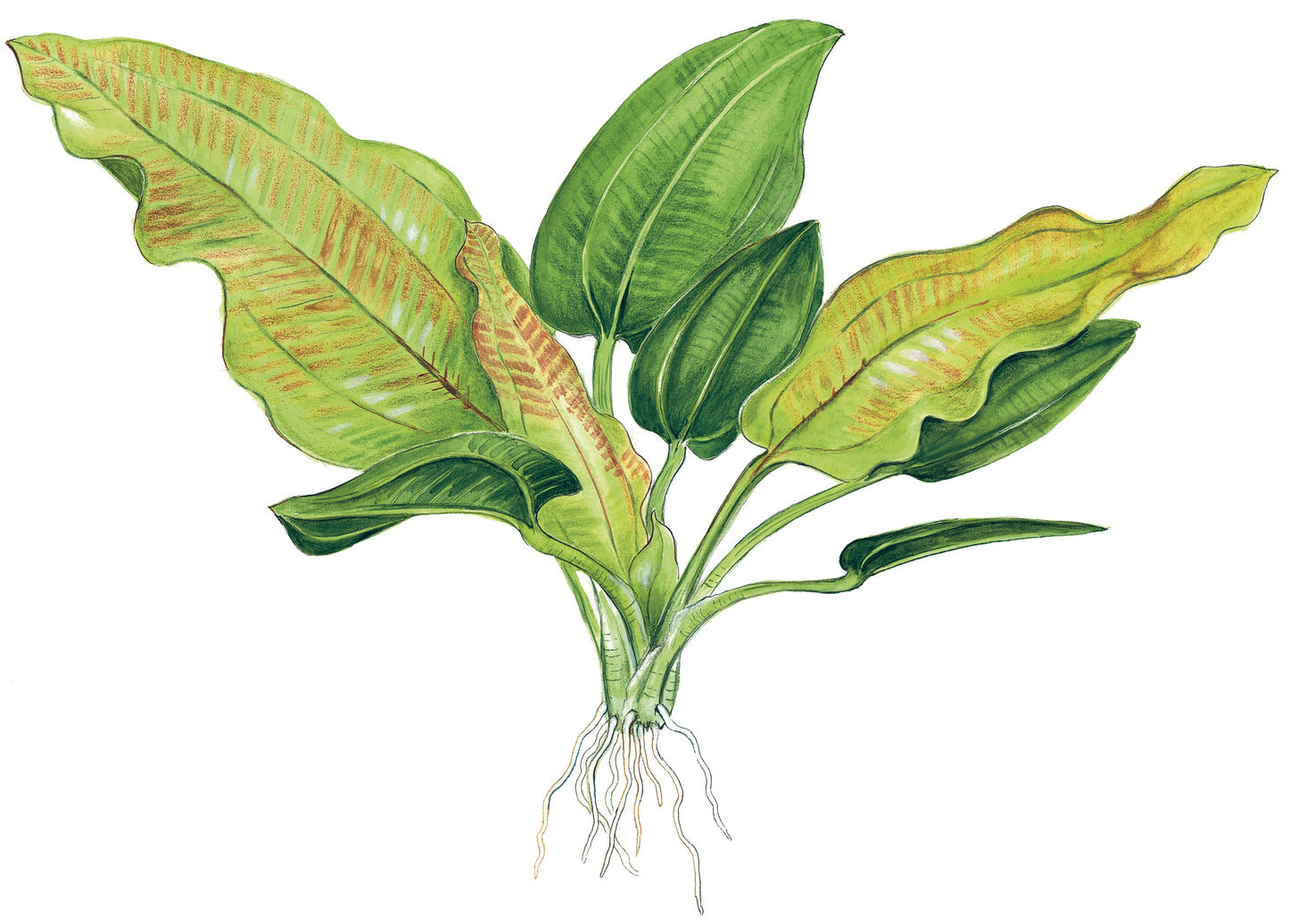 Echinodorus cordifolius 'Fluitans' Tropica
