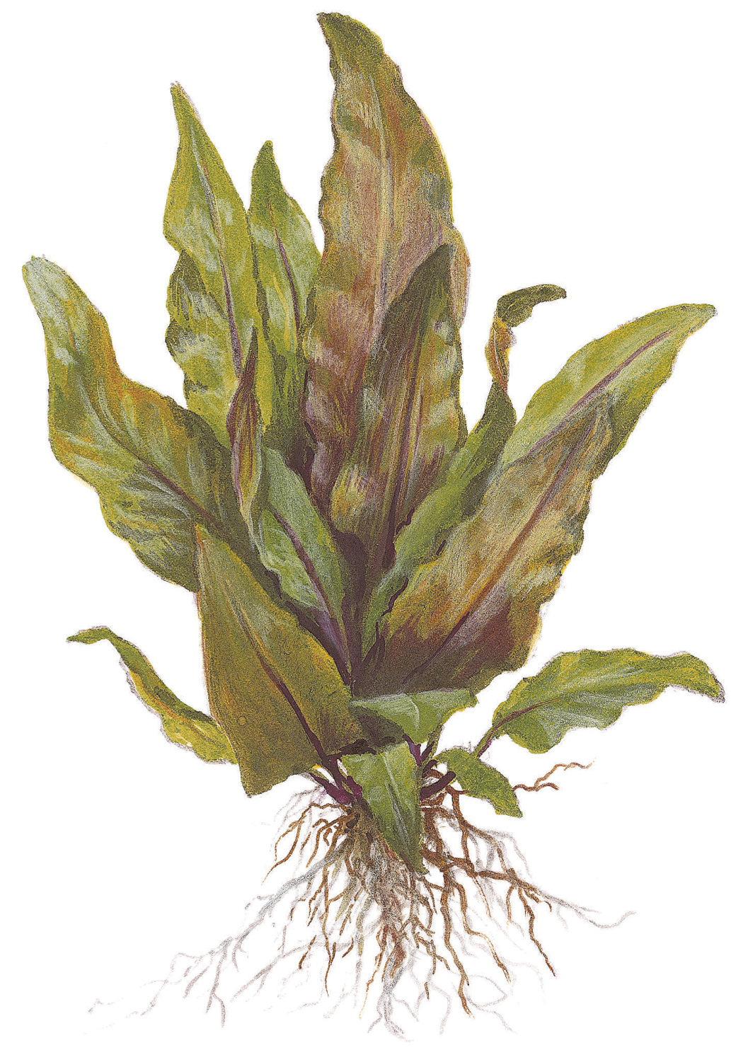 Cryptocoryne undulata 'Broad Leaves' Tropica