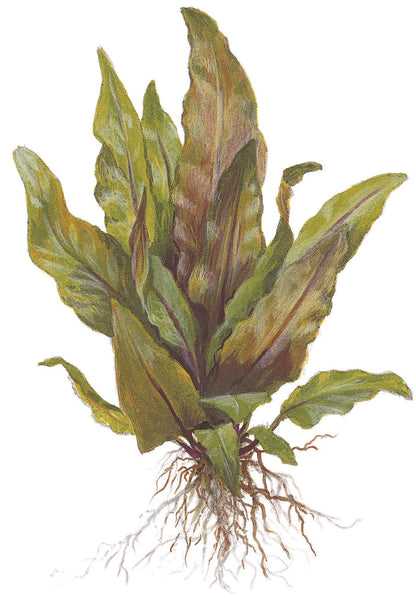Cryptocoryne undulata 'Broad Leaves' Tropica