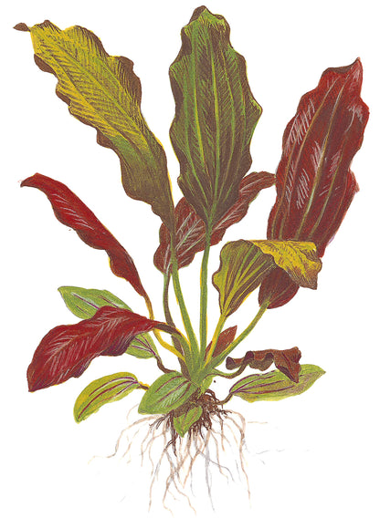 Echinodorus Barthii Tropica