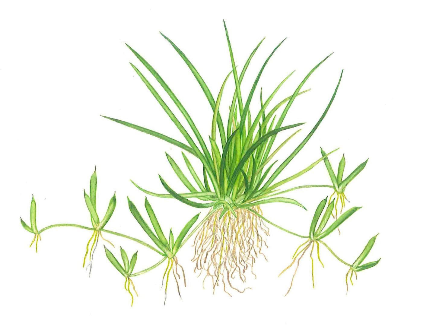Dennerle Littorella uniflora Plant-It