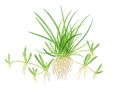 Dennerle Littorella uniflora Plant-It