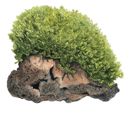 Dennerle Monosolenium tenerum Plant-It