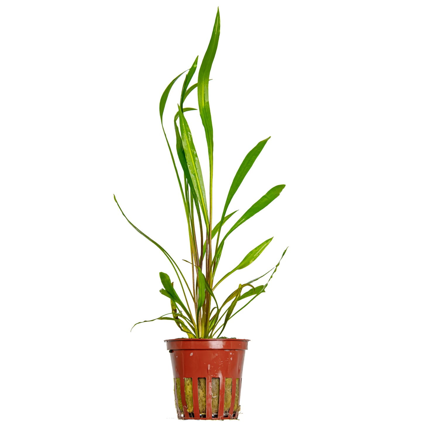 Cryptocoryne spiralis 'Red' Tropica