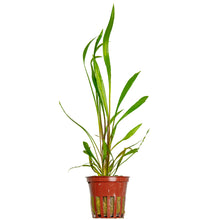 Cryptocoryne spiralis 'Red' Tropica
