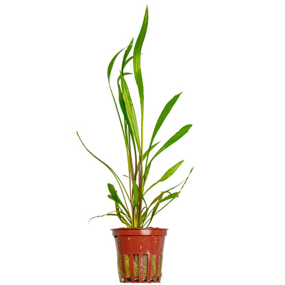 Cryptocoryne spiralis 'Red' Tropica
