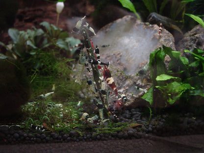 Ceramic Nature Shrimp Stick Lollies