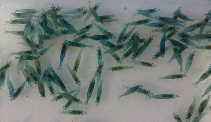 Blue Jelly Shrimp