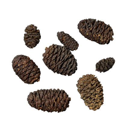 Dennerle Black Cones - Alder Cones 50 pcs