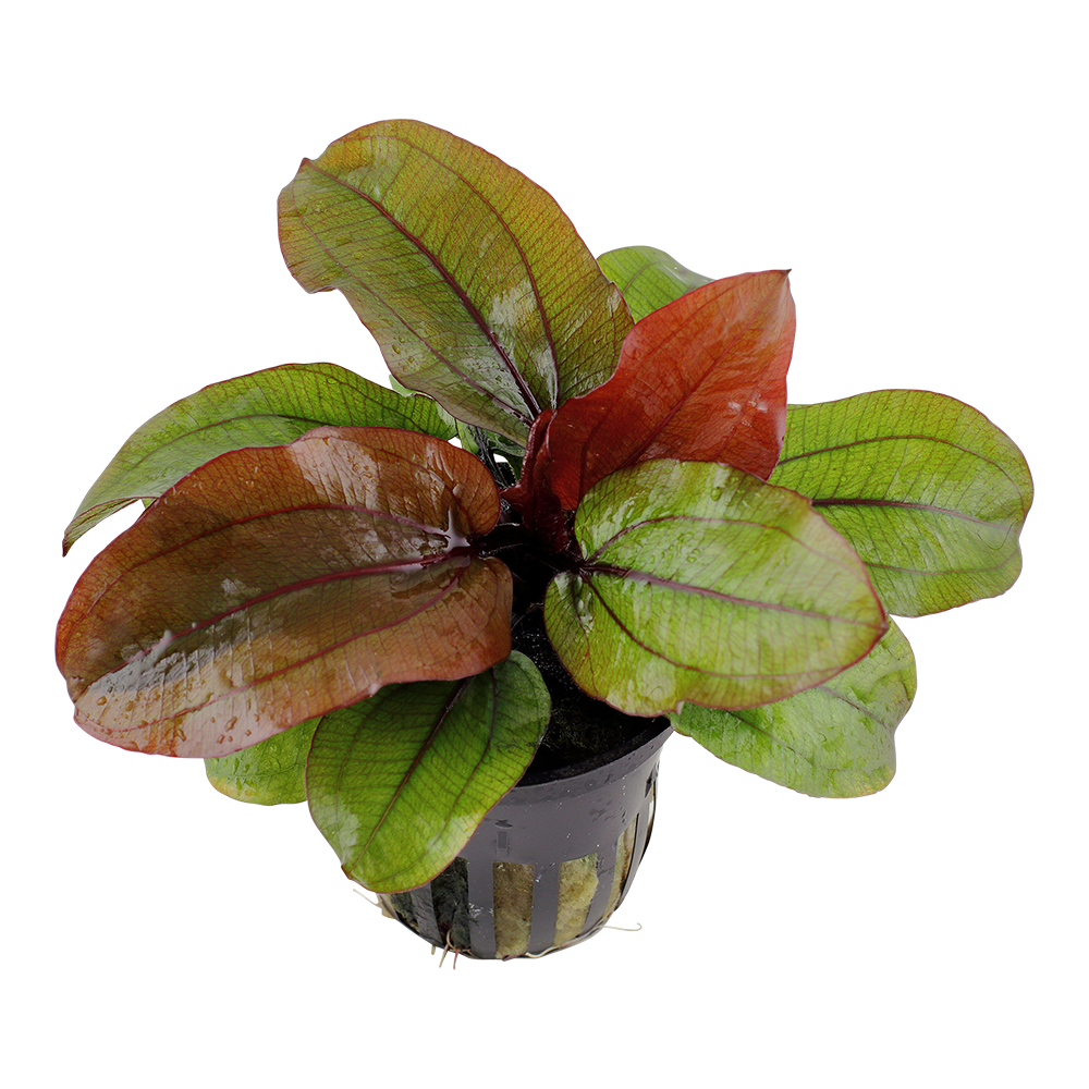 Echinodorus Reni AQUADIP