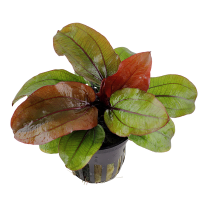 Echinodorus Reni AQUADIP