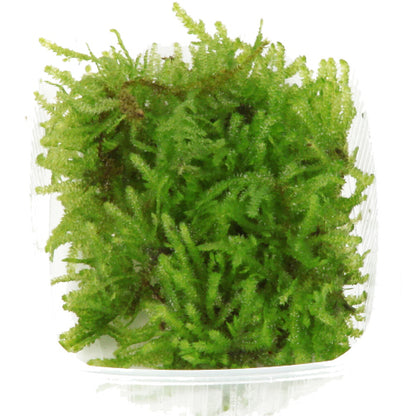 Tropica Vesicularia montagnei Christmas Moss PORTION