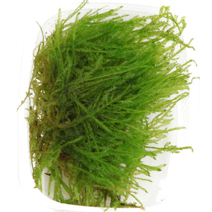 Tropica Taxiphyllum Spiky Moss PORTION