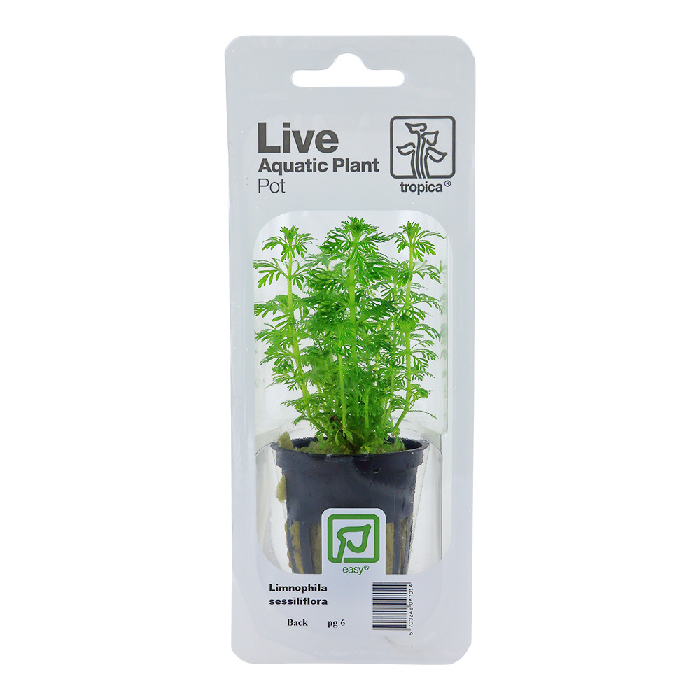 Limnophila sessiliflora Tropica (Single Package)