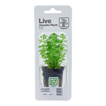 Limnophila sessiliflora Tropica (Single Package)