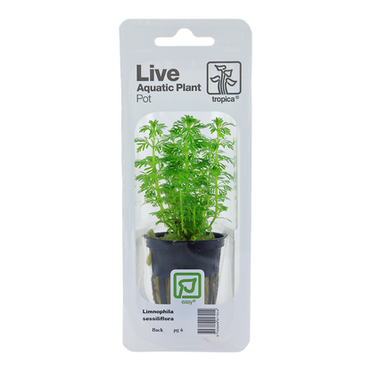 Limnophila sessiliflora Tropica (Single Package)